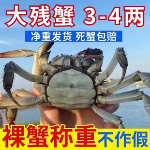 净重3斤1斤大闸蟹现货鲜活螃蟹全母公母缺腿断腿蟹残次蟹残蟹活蟹