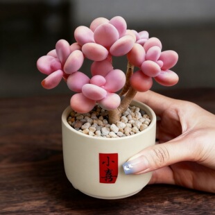 桃蛋老桩多头群生多肉植物盆栽肉肉办公室花卉阳台绿植室内