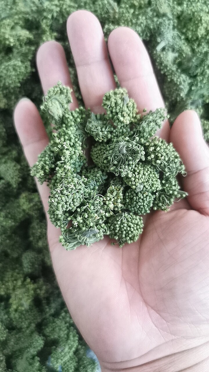 云南文山三七花特产三七花2026年新花田七花三七花茶四年花