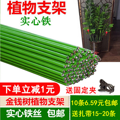 金钱树花卉支撑杆固定架铁丝线