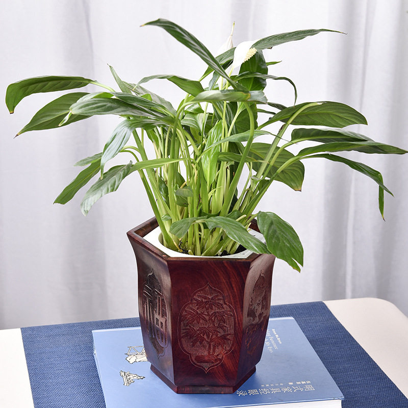 金匠大作用品实木花盆室内木制圆形摆件大号花盆创意多肉盆栽包邮