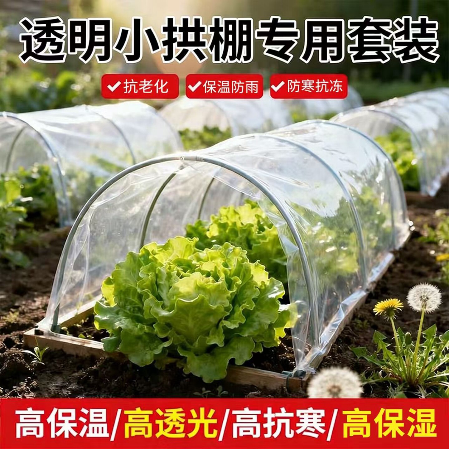 育苗小拱棚专用套装菜园蔬菜家用