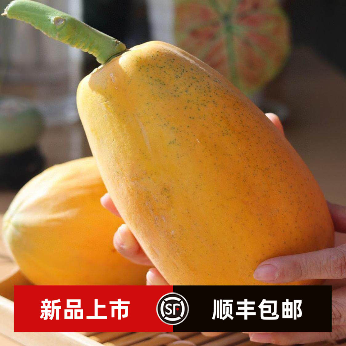 海南红心木瓜树上熟冰糖牛奶炖