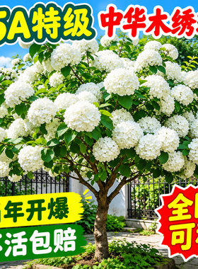 中华木绣球树苗大花斗球风景大树别墅庭院地栽木本老桩盆栽耐寒树