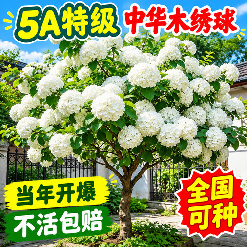 中华木绣球树苗大花斗球风景大树别墅庭院地栽木本老桩盆栽耐寒树