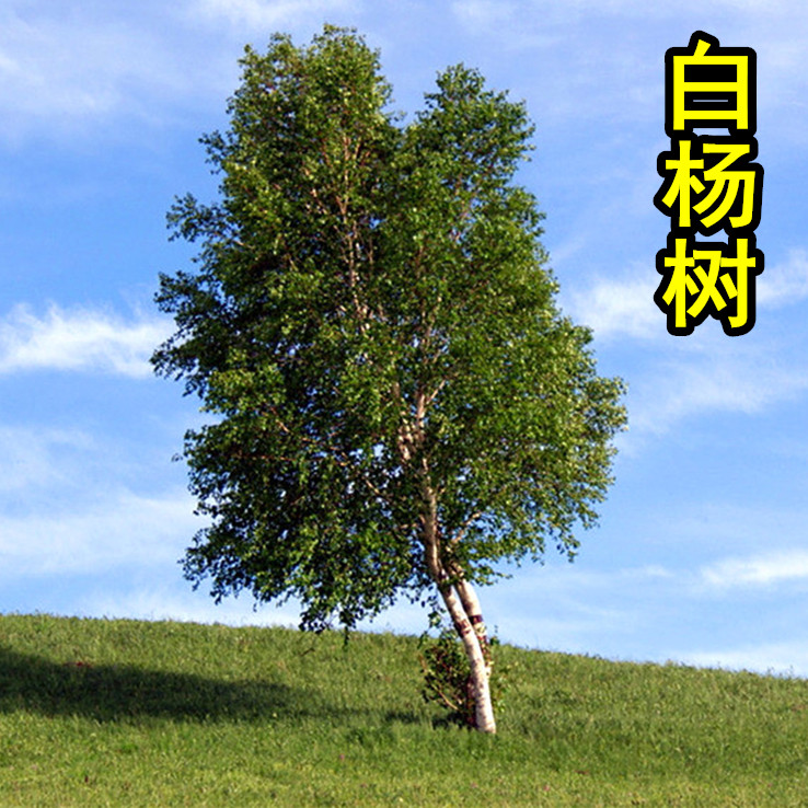 白杨树苗 白杨树 杨树苗 107速生杨树苗 庭院植树造林 白杨苗 鲜花速递/花卉仿真/绿植园艺 行道树/乔木 原图主图