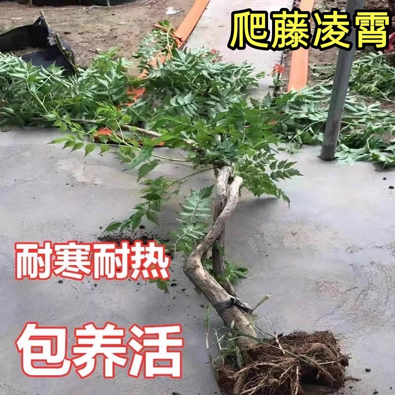 凌霄花苗爬藤植物四季开花耐寒耐热大苗老桩盆栽阳台庭院花卉好养