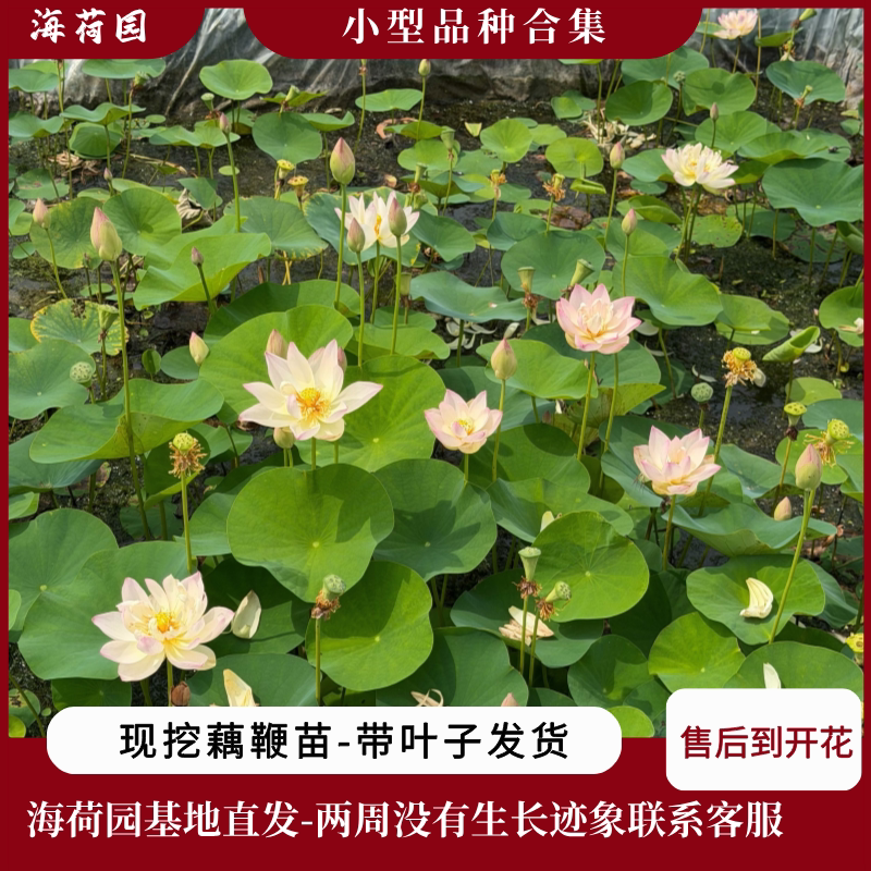 小型盆栽观赏碗莲荷花藕鞭海荷园