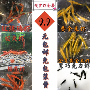 包邮 观赏虾套餐 多种选择 宠物虾 极火樱花红琉璃金背 黄米 黑壳