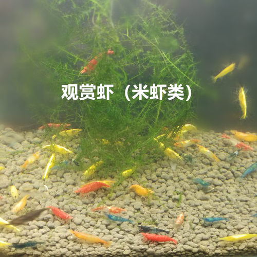 清洁鱼缸观赏虾樱花极火金背除藻