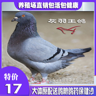 落地王鸽/观赏鸽/种鸽/鸽子一对/活鸽子/鸟活体/信鸽 赛鸽 宠物鸟