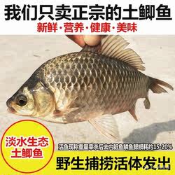 开化清水土鲫鱼新鲜活鱼现发淡水鱼鲫鱼到家包活整条半斤下奶食用