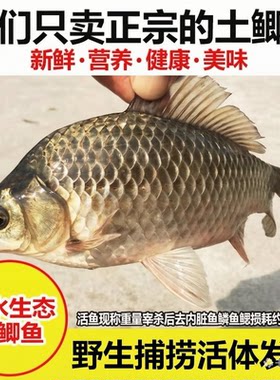 衢州土鲫鱼河里先抓下奶鲫鱼