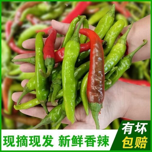 农家露天种植土辣椒中辣