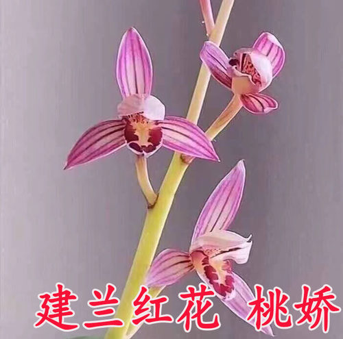精品兰花苗桃娇建兰四季兰经典红花系列夏季带花苞包邮