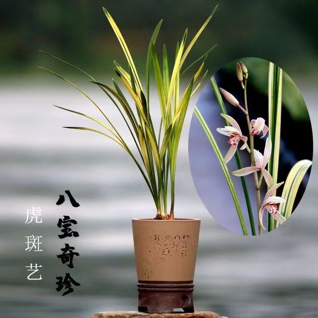 新店特价建兰八宝奇珍山水画