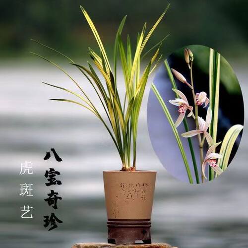 新店特价建兰八宝奇珍山水画