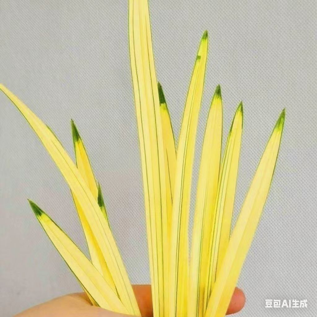 精品兰花苗绿帽黄金中透艺好养易活春剑建兰秋芝送春室内阳台