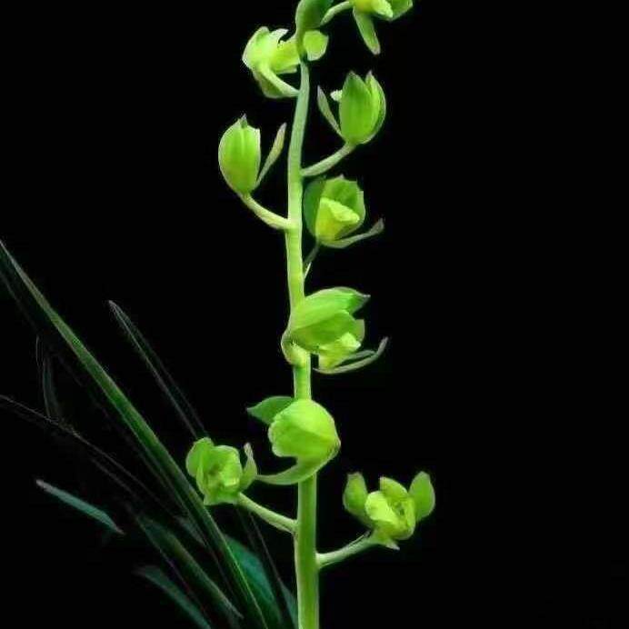 经典名贵老种蕙兰王氏素荷浓香精品兰花苗冬季带花苞