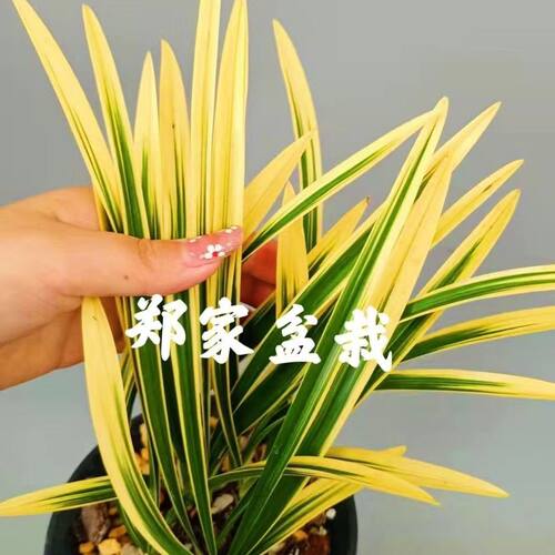 兰花锦旗金边桌面办公室绿植盆栽