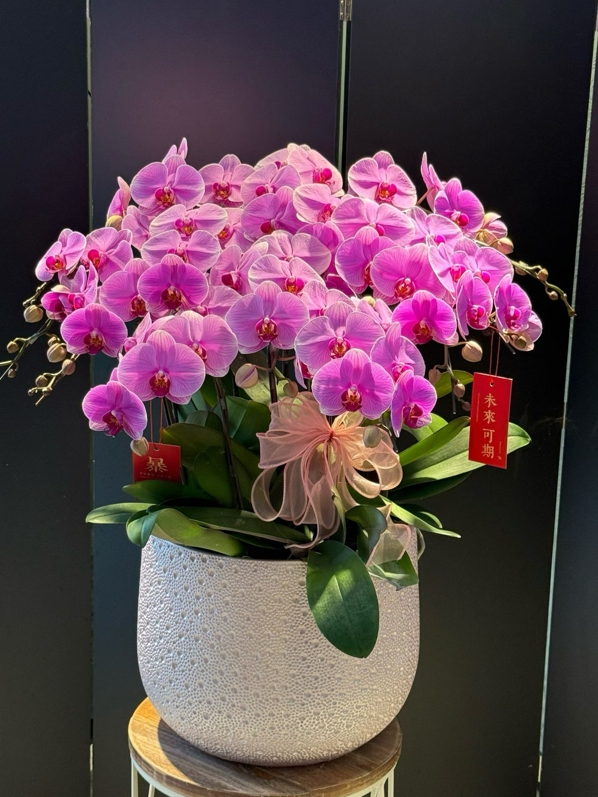 蝴蝶兰盆栽带花带苞真花兰花鲜花组盆