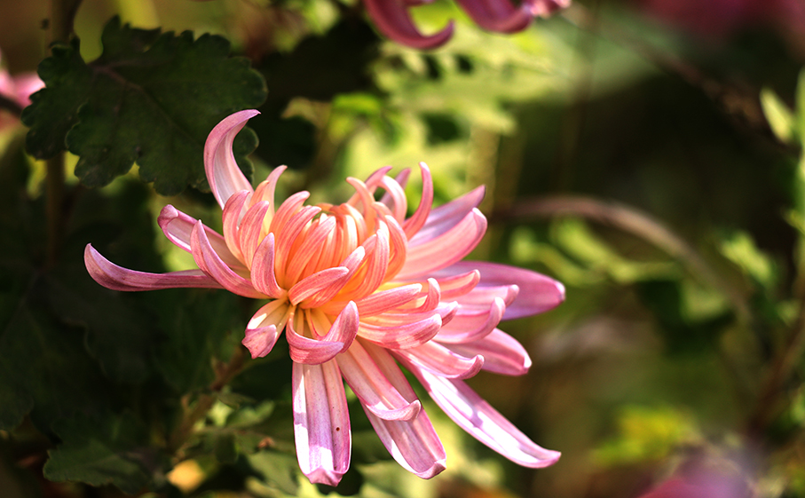 鲜花花朵海报定做菊花雏菊非洲菊波斯菊自然田园风景