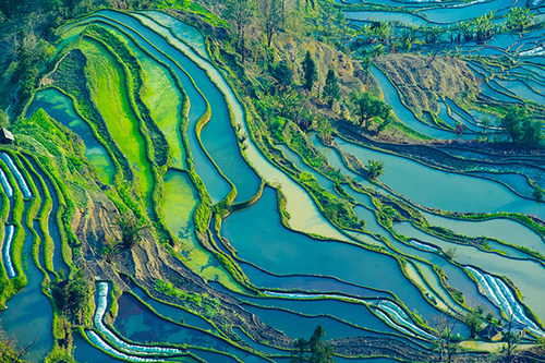 乡村田园风光梯田水稻茶园海报制作自然风景装饰贴画挂画j5027