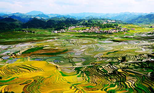 乡村田园风光梯田水稻茶园海报制作自然风景装饰贴画挂画J5035C