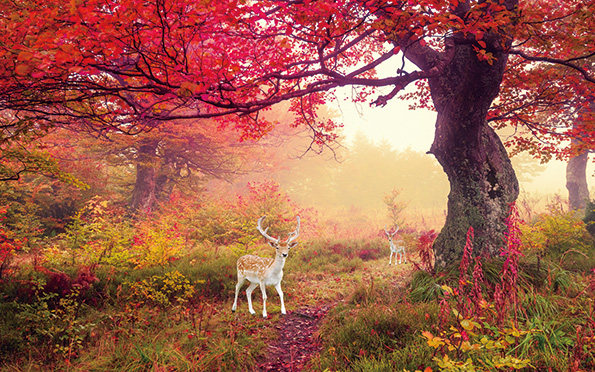 梦幻森林麋鹿梅花鹿长颈鹿珍惜动物海报制作客厅酒店装饰挂画r510