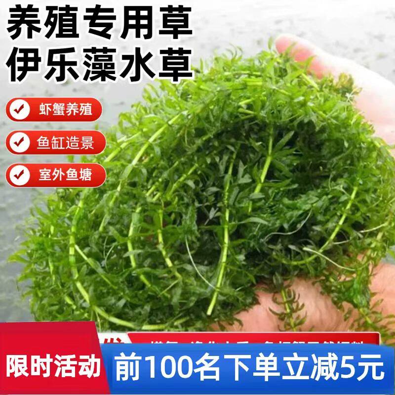 伊乐藻水草小龙虾养殖专用水草养鱼养虾养蟹水草净化水质鱼缸造景
