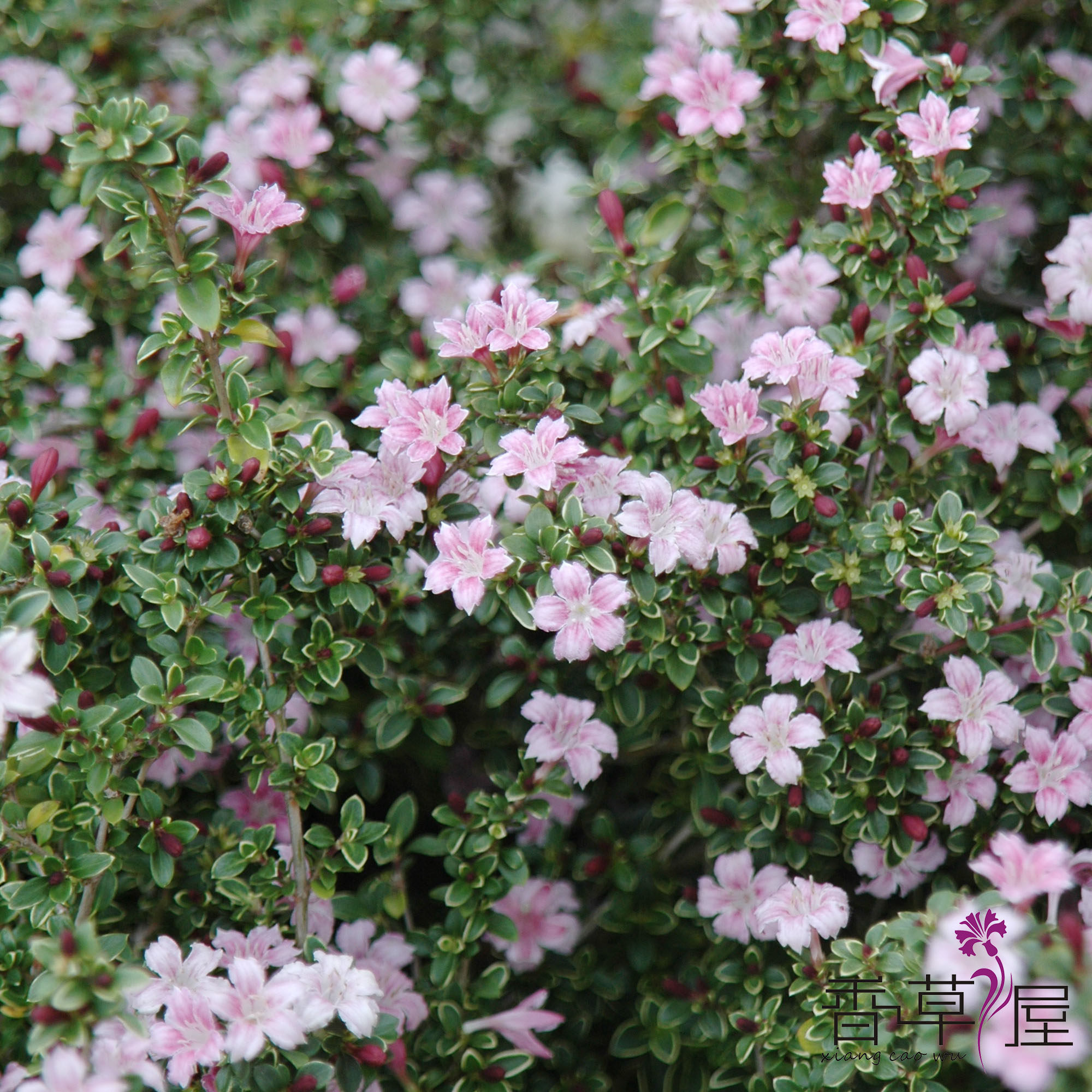 粉花六月雪 serissa japona  多年生耐寒耐热 庭院 阳台 小型盆栽