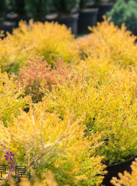 橘黄崖柏 金光绒柏 Thuja occidentalis 'Rheingold' 松柏类