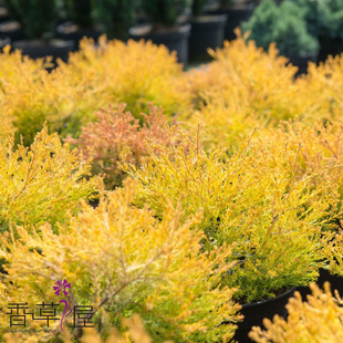 橘黄崖柏 金光绒柏 Thuja occidentalis 'Rheingold' 松柏类