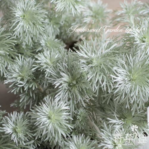 香草屋 朝雾草盆栽银叶草苗芳香植物阳台庭院素材多年生耐寒耐热
