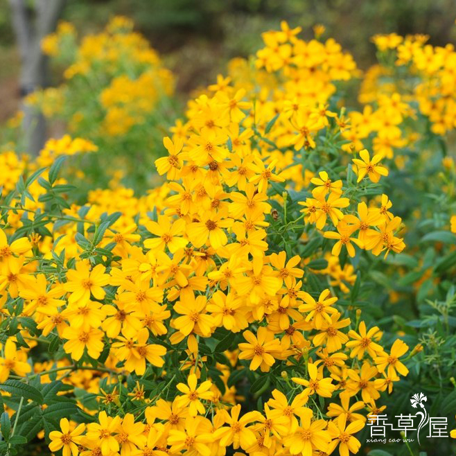 芳香万寿菊 香草苗 香草盆栽 香草料理 芳香植物香味浓郁 鲜花速递/花卉仿真/绿植园艺 时令草本花卉 原图主图