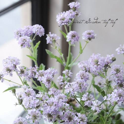 香草屋 粉花矮化马鞭草 多年生耐寒耐热 庭院花园 盆栽植物花期长
