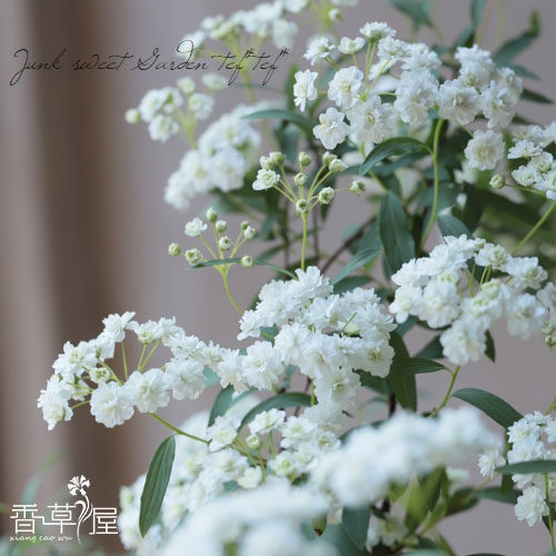 重瓣多年生耐寒耐热灌木绣线菊
