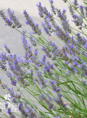 甜薰衣草Sweet Lavender 齿叶薰衣草 多年生耐热耐寒 蜜源植物