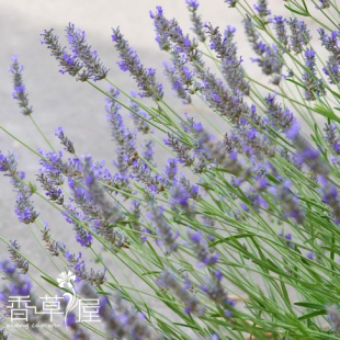 甜薰衣草Sweet Lavender 齿叶薰衣草 多年生耐热耐寒 蜜源植物