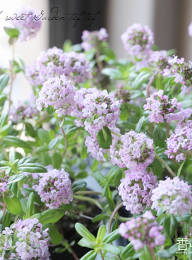 香草屋 杰克百里香Thymus 'Jekka'多年生食用香草 耐寒阳台盆栽苗
