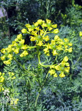 芸香 Ruta Graveolens  常绿多年生 杀虫驱蝇 芳香植物