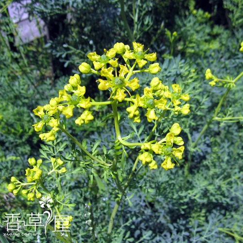 芸香常绿多年生芳香植物