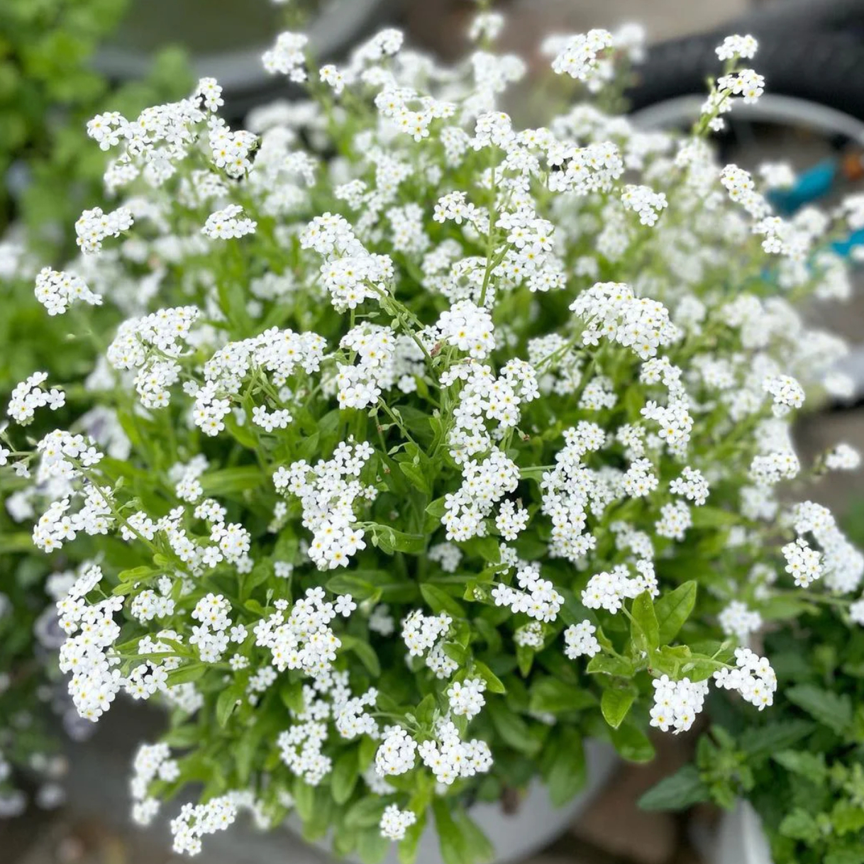 香草屋  勿忘我花苗 四季开花不断 庭院 阳台 盆栽 人气切花植物