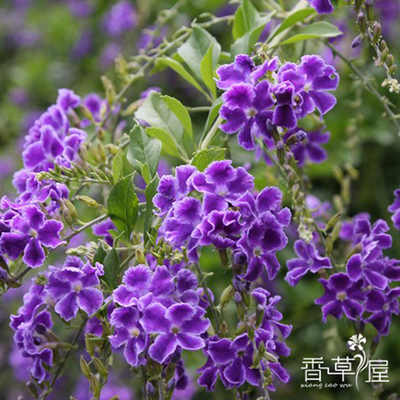 耐热蕾丝连翘庭院花木四季开花
