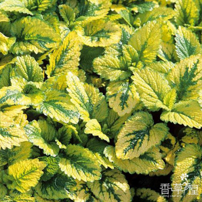 柠檬香蜂草耐寒耐热可食用盆栽