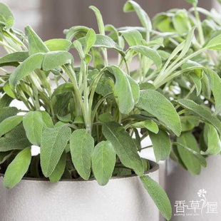 香草屋 食用鼠尾草 水果鼠尾草 巴格蛋鼠尾草香西餐料理 盆栽植物