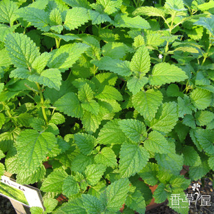 香蜂草 柠檬香水薄荷 薄荷苗 香草盆栽 香草茶 香草料理 可食用