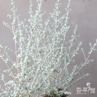 银叶仓鼠Rhagodia hastata银叶植物 多年生木本耐寒耐热 庭院素材