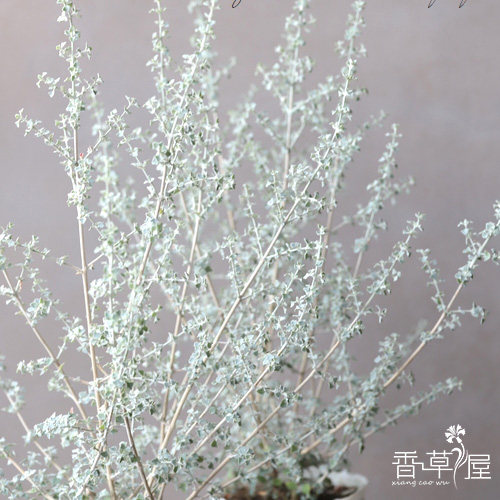 银叶仓鼠耐寒耐热庭院素材植物