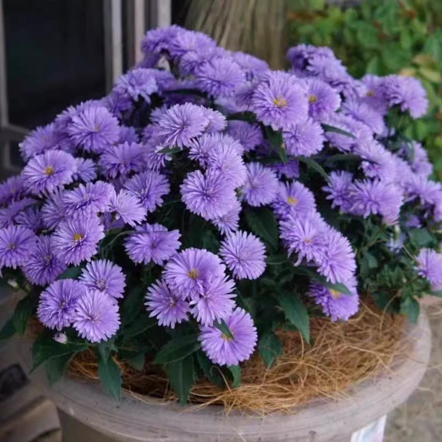 重瓣荷兰菊多年生庭院宿根花卉